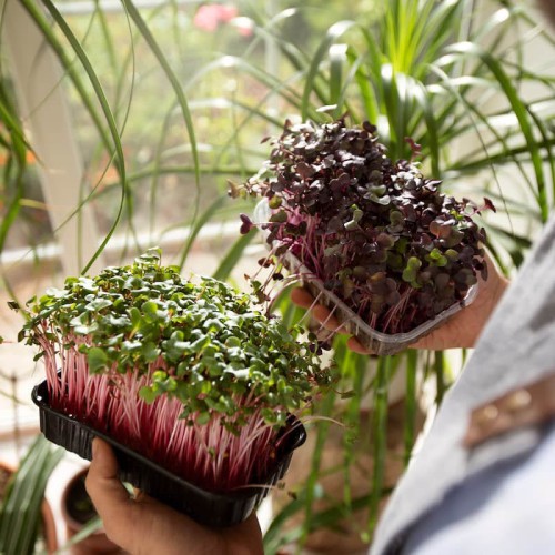 Nasiona na kiełki mieszanka francuska nasiona 20g