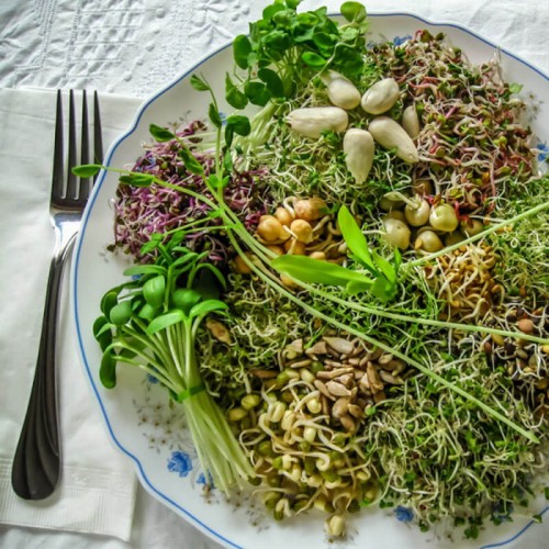 Nasiona na kiełki mieszanka łagodna 100g opakowanie XXL