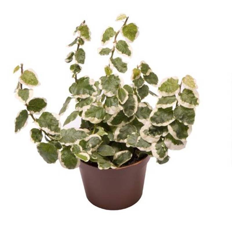 Ficus pnący Variegata sadzonka cena