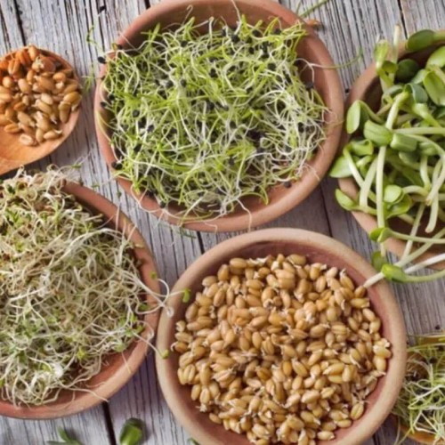 Nasiona na kiełki mieszanka łagodna nasiona 20g