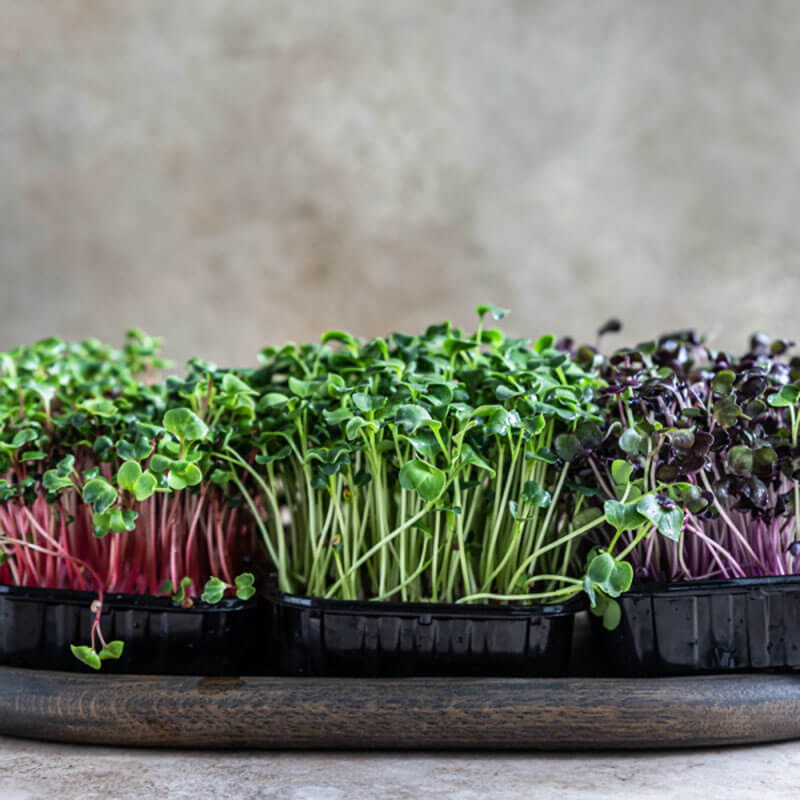 Nasiona na Kiełki - Mieszanka pikantna 3.JPG