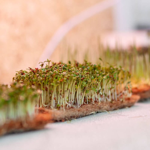 Nasiona na kiełki mieszanka rosyjska nasiona 20g