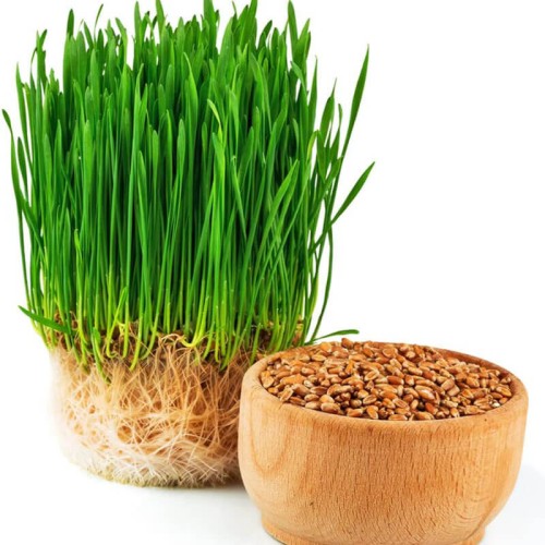 Nasiona na kiełki - Młody jęczmień 30g