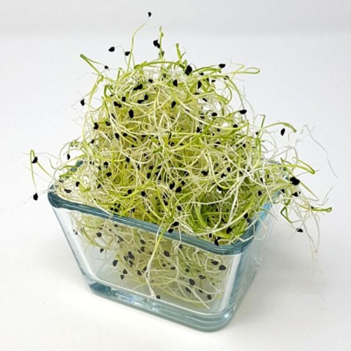 Nasiona na kiełki - Por nasiona 5 g