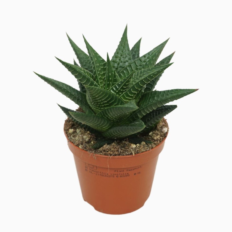 Hawortia limifolia roślina w doniczce cena