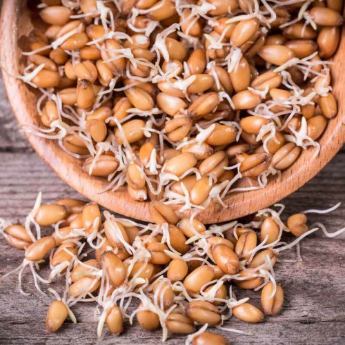 Nasiona na kiełki - Pszenica - nasiona 50g