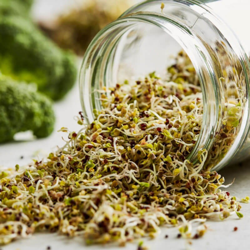 Nasiona na Kiełki - Brokuł 3.JPG