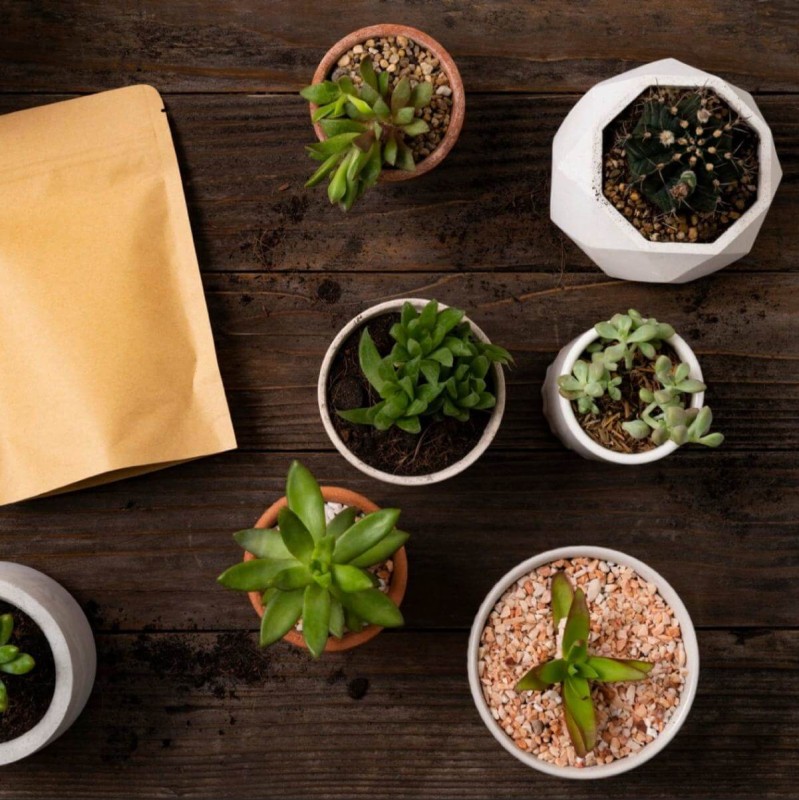 Hawortia sukulent jak uprawiać