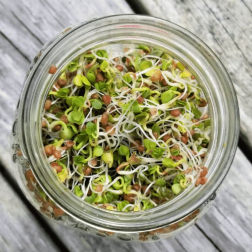 Nasiona na kiełki - Brokuł 250g opakowanie XXL