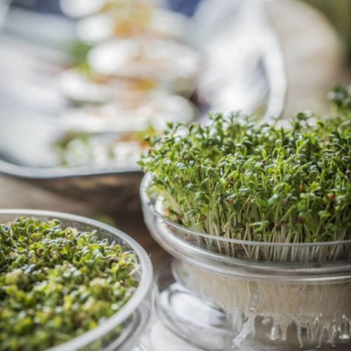 Nasiona na kiełki - Lucerna 100g opakowanie XXL