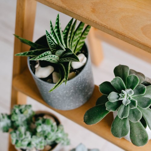 Hawortia limifolia roślina domowa P9