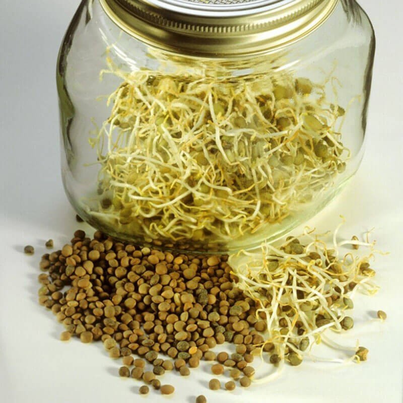 Nasiona na Kiełki - Soczewica3.jpg