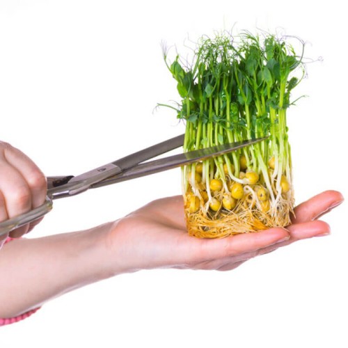 Nasiona na kiełki - Soczewica nasiona 30g