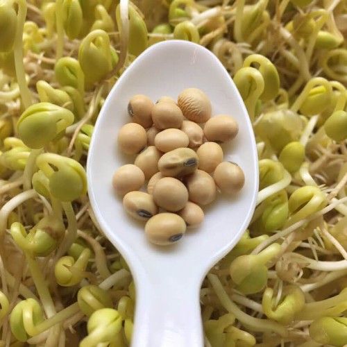 Nasiona na kiełki - Soja 40g