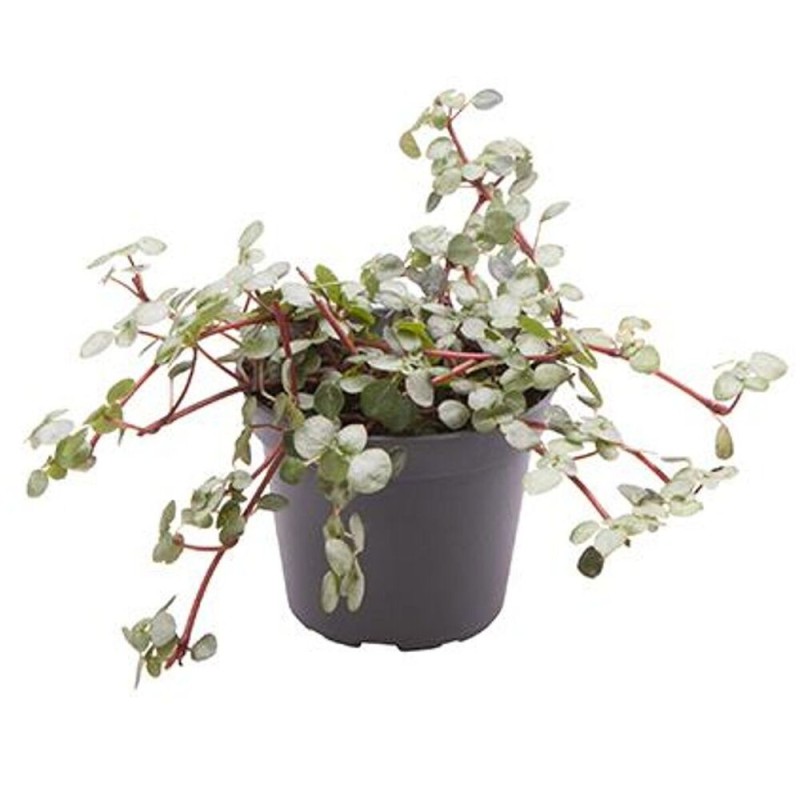 Pilea zwisająca Greyzy p6 roślina cena