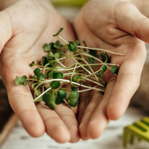 Nasiona na kiełki - Rzeżucha 250g opakowanie XXL