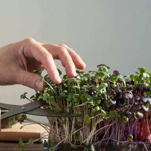 Nasiona na kiełki - Rzodkiewka i Soczewica nasiona 30g