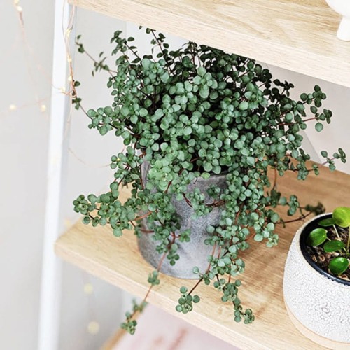 Pilea zwisająca Greyzy roślina domowa P65