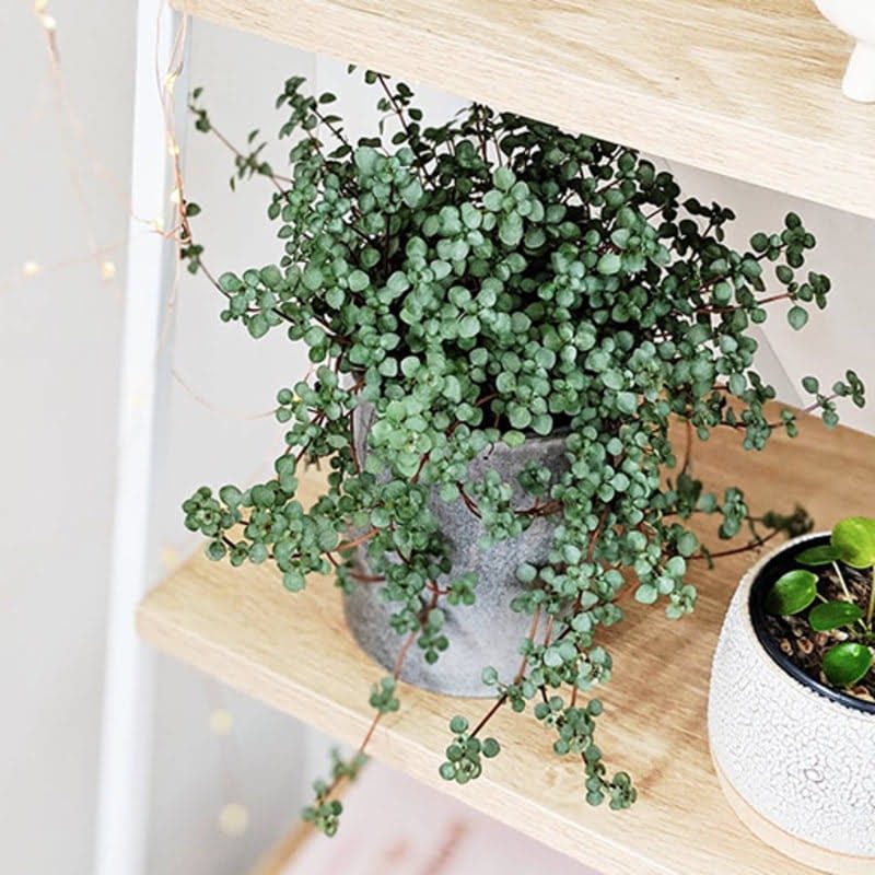 Pilea zwisająca Greyzy p6 pielęgnacja