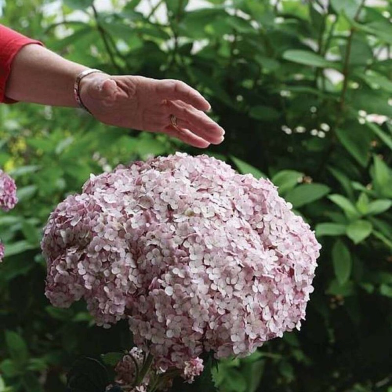 Hortensja drzewiasta Sweet Annabelle  Sadzonka XL- C5 (4).jpg