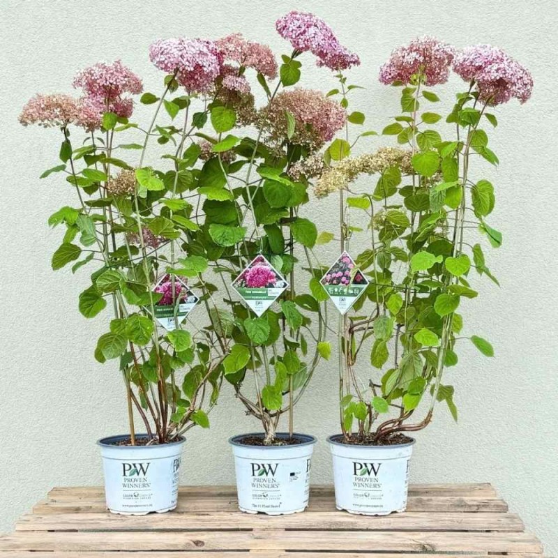 Hortensja drzewiasta Sweet Annabelle  Sadzonka XL- C5 (3).jpg