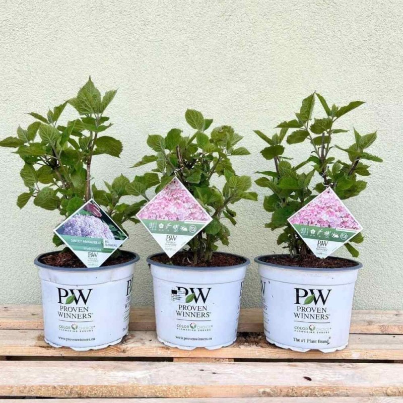 Hortensja drzewiasta Sweet Annabelle  Sadzonka XL- C5 (2).jpg