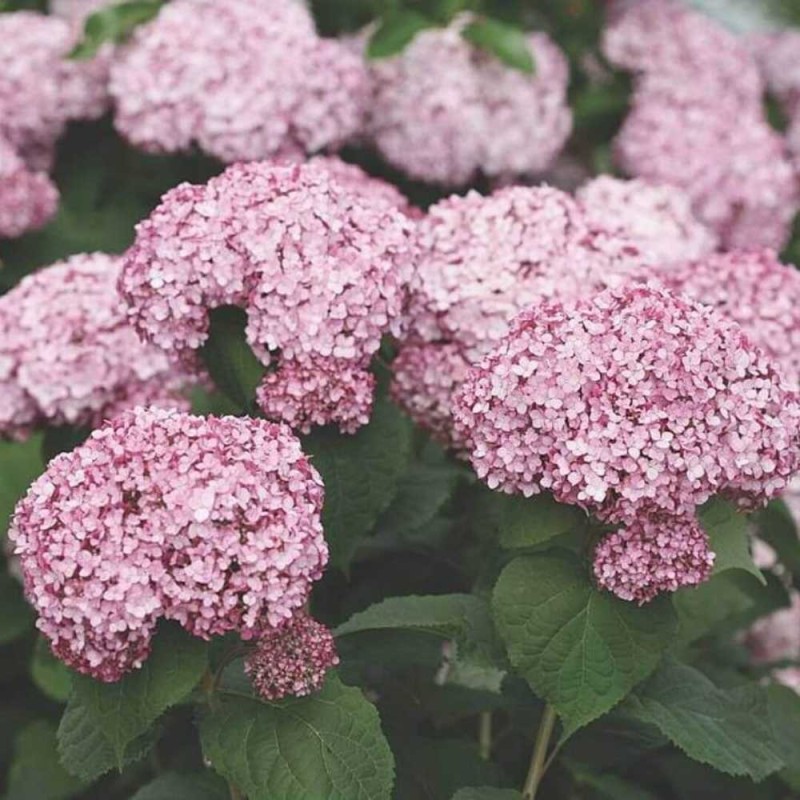 Hortensja drzewiasta Sweet Annabelle  Sadzonka XL- C5 (1).jpg