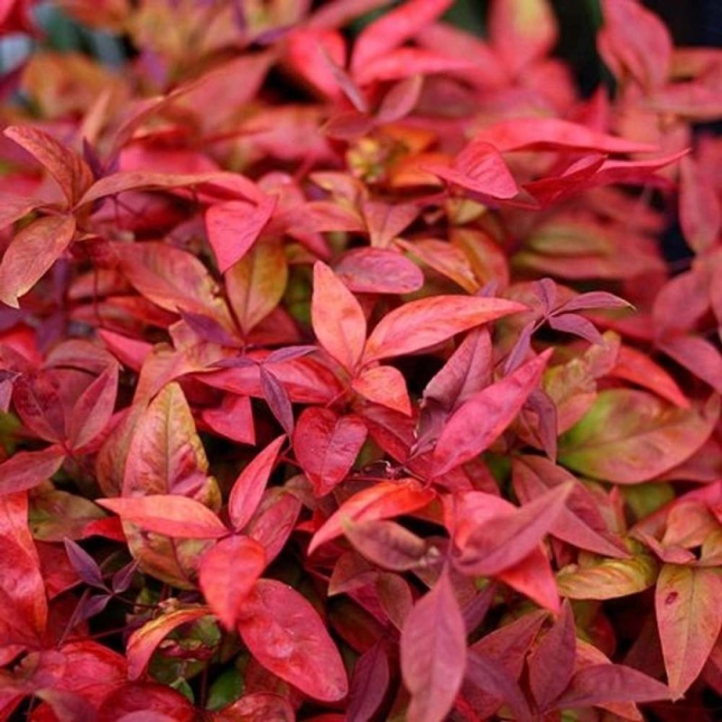 Nandina domestica BLUSH PINK Niebiański Bambus C3  sadzonka (1).jpg