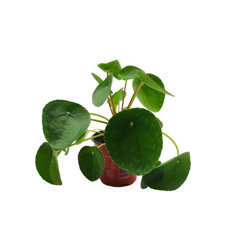 Pieniążek Pilea P11 Sadzonka Sadzonki.jpg
