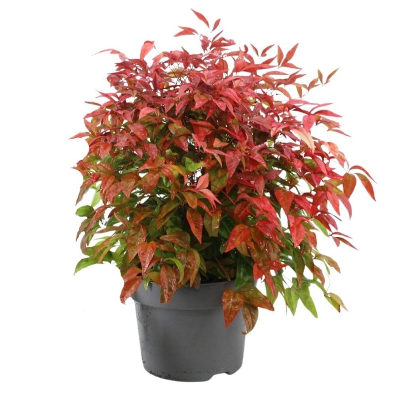 PINK Niebiański Bambus C3  sadzonka (2).jpg