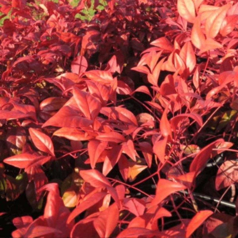 PINK Niebiański Bambus C3  sadzonka (4).jpg