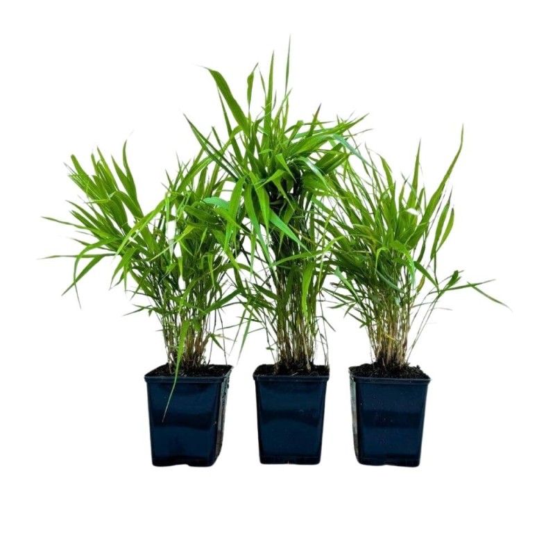 Hakonechloa smukła GREEN HILLS - Bambusowa trawa- Sadzonka (2).jpg