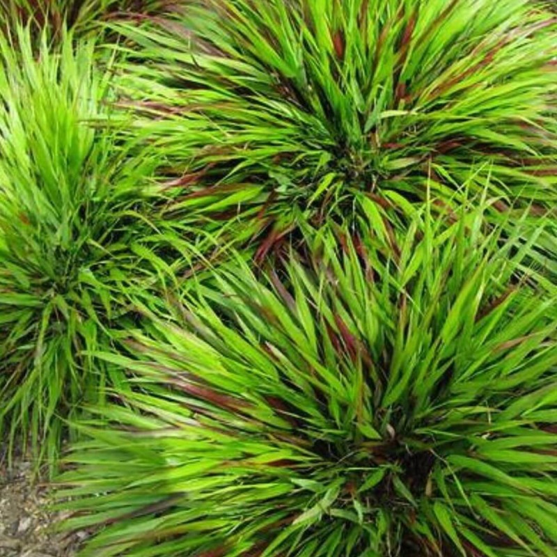 Hakonechloa smukła GREEN HILLS - Bambusowa trawa- Sadzonka (1).jpg