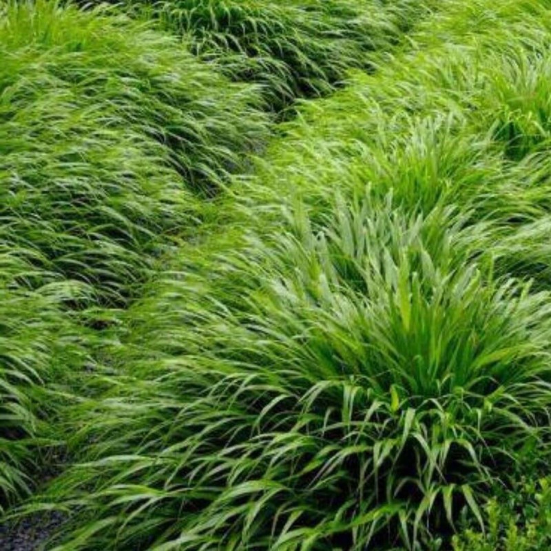 Hakonechloa smukła GREEN HILLS - Bambusowa trawa- Sadzonka (5).jpg