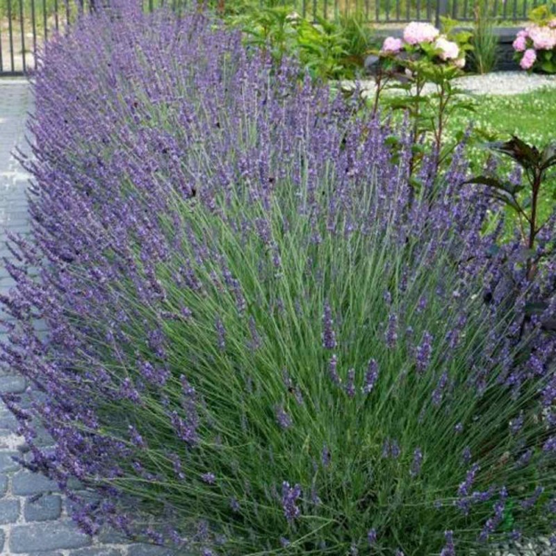 Lawenda PLATINUM NICO sadzonka XL- C4,5 (3).jpg