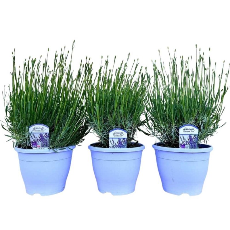 Lawenda PLATINUM NICO sadzonka XL- C4,5 (2).jpg