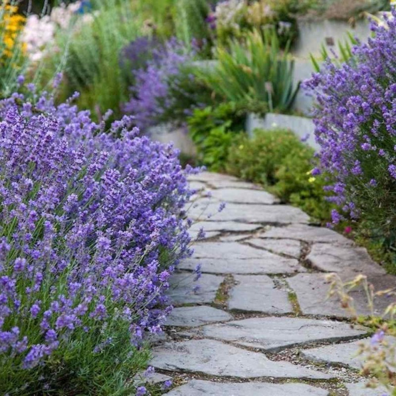 Lawenda PLATINUM NICO sadzonka XL- C4,5 (1).jpg