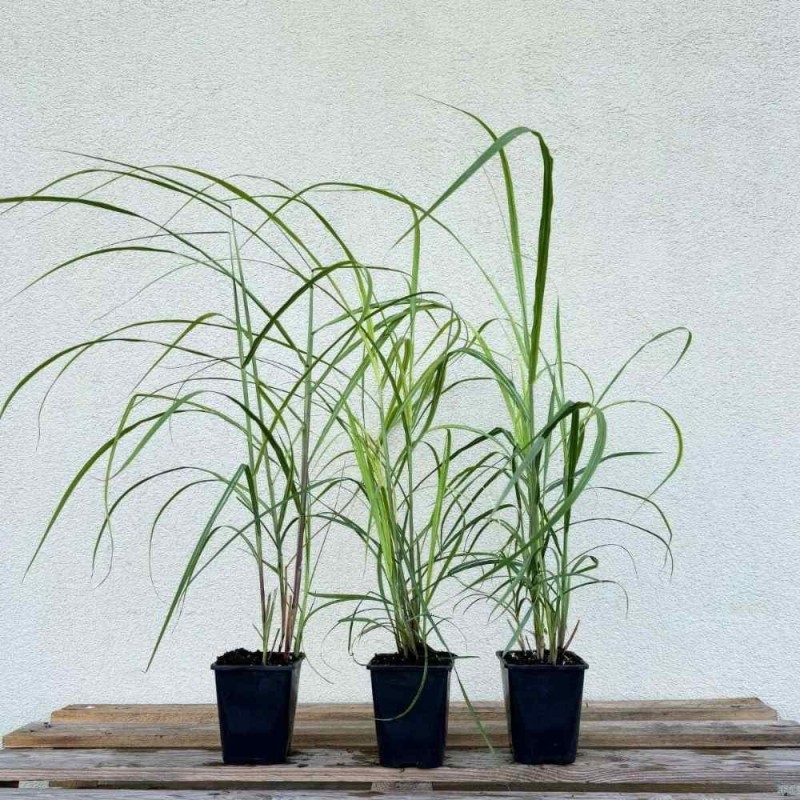 Miskant chiński Malepartus Sadzonka C1 (3).jpg