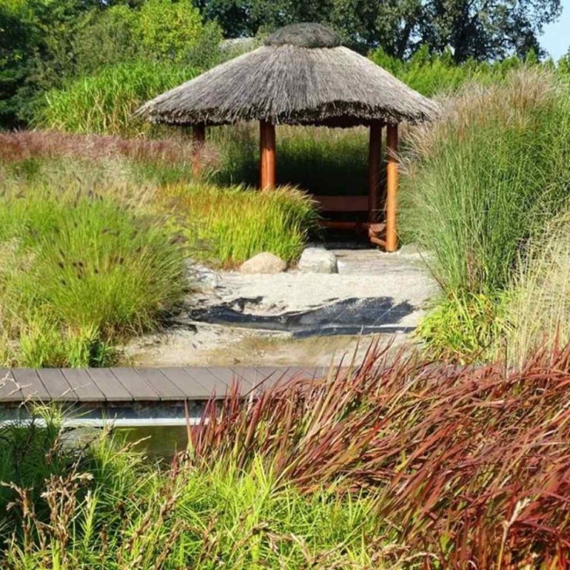 Miskant chiński Malepartus Sadzonka C1 (4).jpg