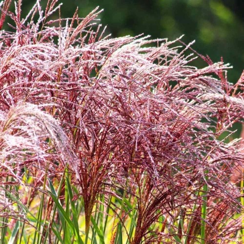 Miskant chiński MALEPARTUS sadzonka C1