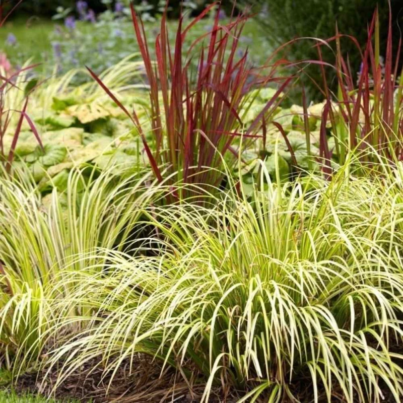 Sumin nawóz do traw ozdobnych 1kg (3).jpg