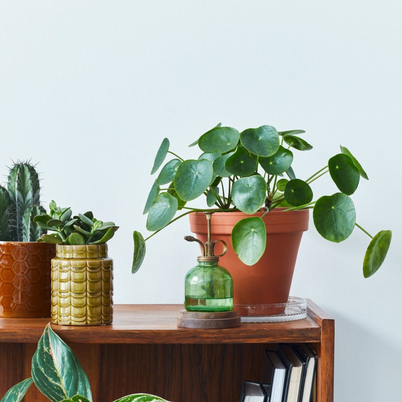 pilea-peperomioides-p6 jak uprawiać