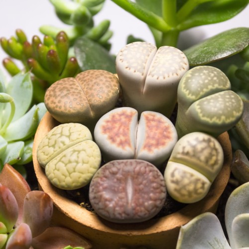 Żywe kamienie szczęścia roślina domowa P8,5