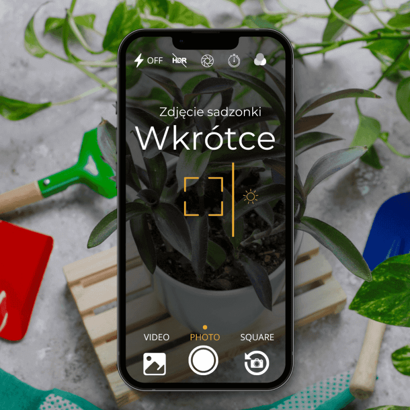 Hortensja drzewiasta Bounty sadzonka cena