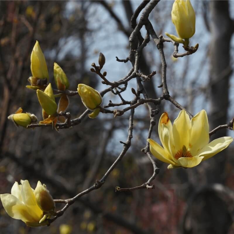 Magnolia-Zolta-Yellow-Lantern-Magnolia-Sadzonka-C5-2.jpg
