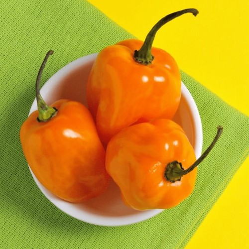Papryka ostra chili Habanero Orange nasiona 015g