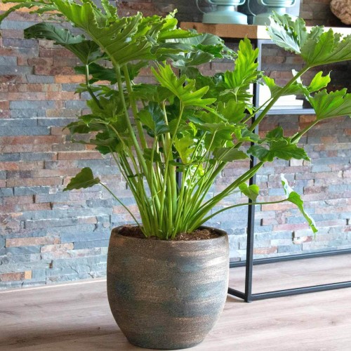 Filodendron Shangri la roślina domowa P14