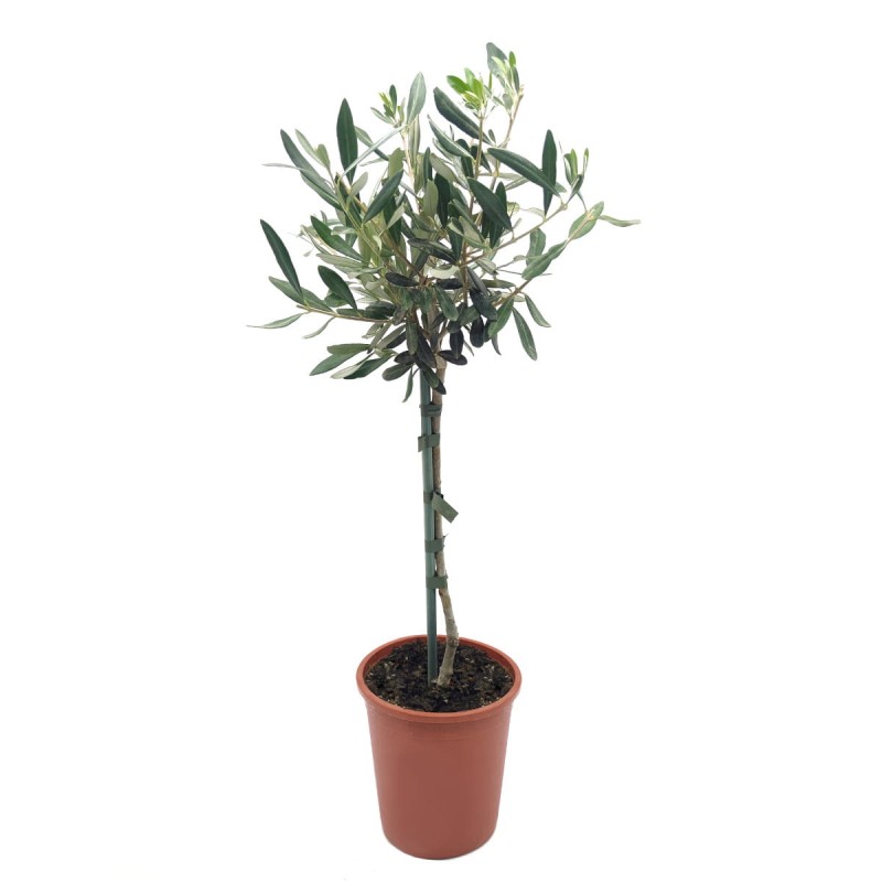 oliwka duża sadzonka na pniu cena