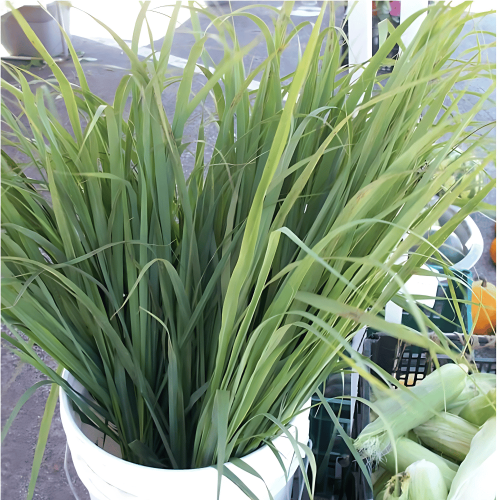 Trawa Cytrynowa 2in1 Ozdoba i Przyprawa sadzonka C1