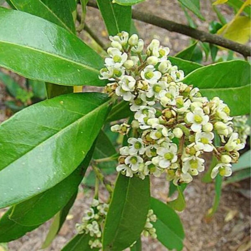 Czy ostrokrzew paragwajski rośnie w Polsce?